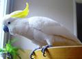 Желтохохлый какаду Элеоноры (Cacatua galerita eleonora) - ручные птенцы из питомников ФРГ