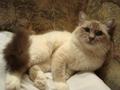 Бирманский кот-гранд-чемпион очень ждёт кошечку на вязку