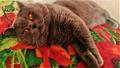 Вязка с котом: Шотландский Прямоухий кот
