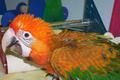 Рубалина (гибрид попугаев ара) - ручные птенцы из питомников Европы