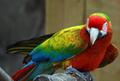 Вэрдэ (гибрид попугаев ара) - ручные птенцы из питомников Европы