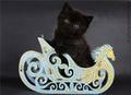 Чёрные британские котята ILIOS CATS