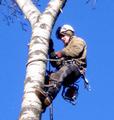 Удаление и кронирование деревьев в Наро-Фоминском районе