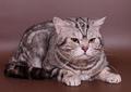 Вязка-Британский  чёрный серебристый мраморный кот-Чемпион