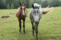 КФХ реализует здоровых лошадок разных пород