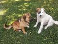 Бимка и Рыжуля - два щенка - подростка ищут самую лучшую семью