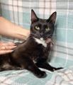 Чёрный жемчуг - котик Леон ищет заботливых хозяев