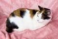 Кошка Пятнашка - трехцветная обаяшка в добрые руки